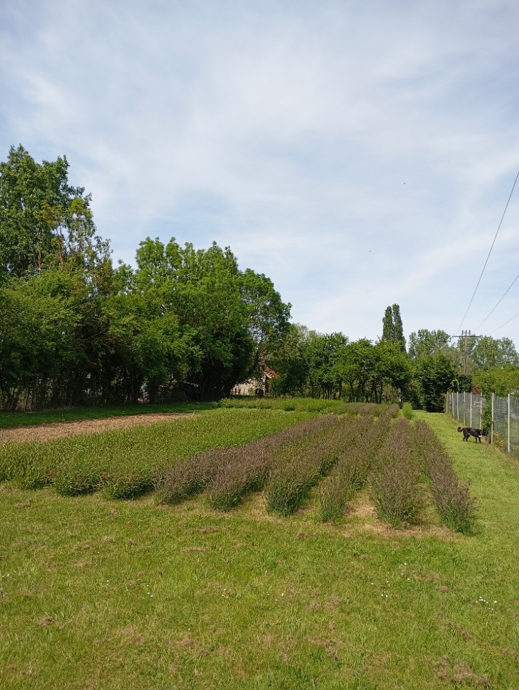 Petit champ d'osier